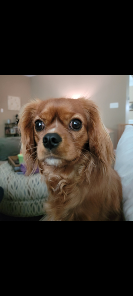 puppies