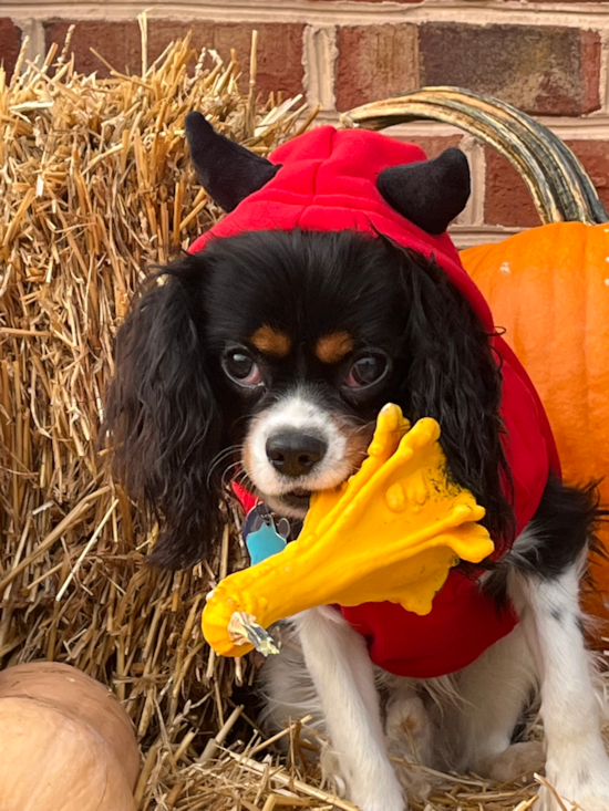 Cavalier King Charles Spanie