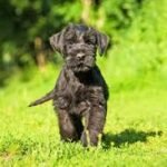 Giant Schnauzer