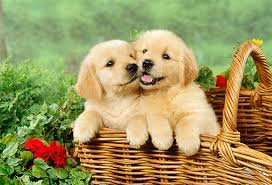 Golden-Retriever-puppies-for-sale