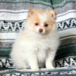 Pomeranian