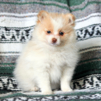 Pomeranian-puppies-for-sale