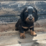 Standard Long-haired Dachshund