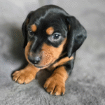 Standard Short-haired Dachshund