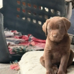 Labrador Retriever - Chocolate
