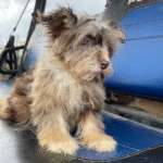 Schnauzer