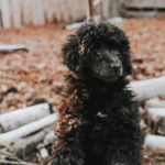 Poodle