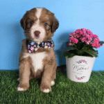 Miniature Bernedoodle Puppies