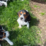 Beagle