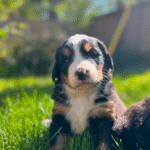 Miniature Bernese Mountain Dog Puppies
