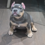 American Pitbull Terrier