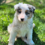 Toy Australian Shepherd