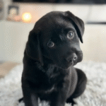 Labrador Retriever - Black