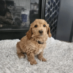 Miniature Poodle