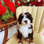 Bernedoodle Puppies