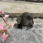 Labrador Retriever - Charcoal