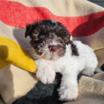 Miniature-Schnauzer