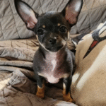 Chihuahua