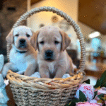 Labrador Retriever - Yellow