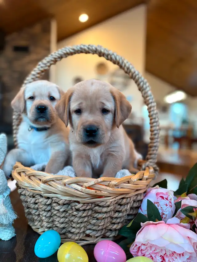 Yellow-Labrador-Retriever-puppies-for-sale
