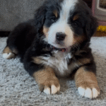 Miniature Australian Shepherd