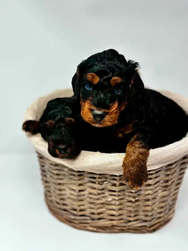 Miniature Aussiedoodle puppies for sale