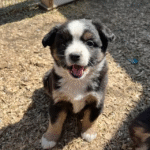 Bernese Mountain Dog Puppies