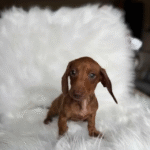 Dachshund Miniature Short-haired
