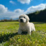 Golden Retriever-English Cream