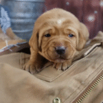 Labrador Retriever - Fox Red