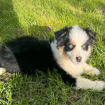 Australian Shepherd