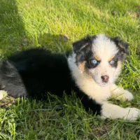 Australian Shepherd puppies for sale