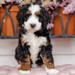 Standard Bernedoodle Puppies