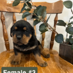 Rottweiler
