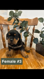 Rottweiler-puppies-for-sale