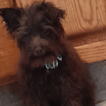 Standard Schnauzer