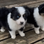 Standard Australian Shepherd