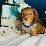 Dachshund