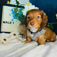 Dachshund-puppies-for-sale