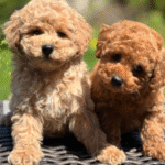 Toy Poodle