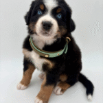 Standard Bernese Mountain Dog Puppies