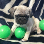 Pug