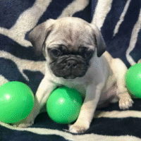 Pug-puppies-for-sale