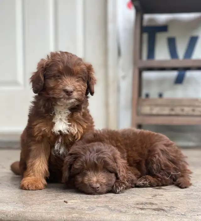 Aussiedoodle puppies - Miniature